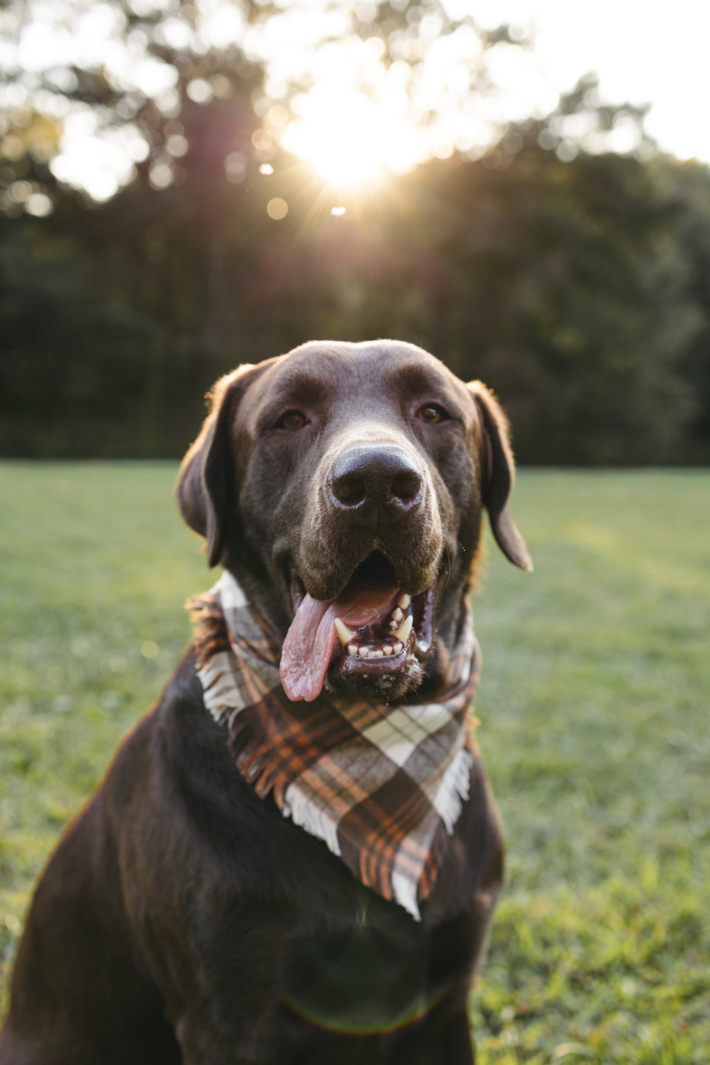 Dog Bandana – Woodland