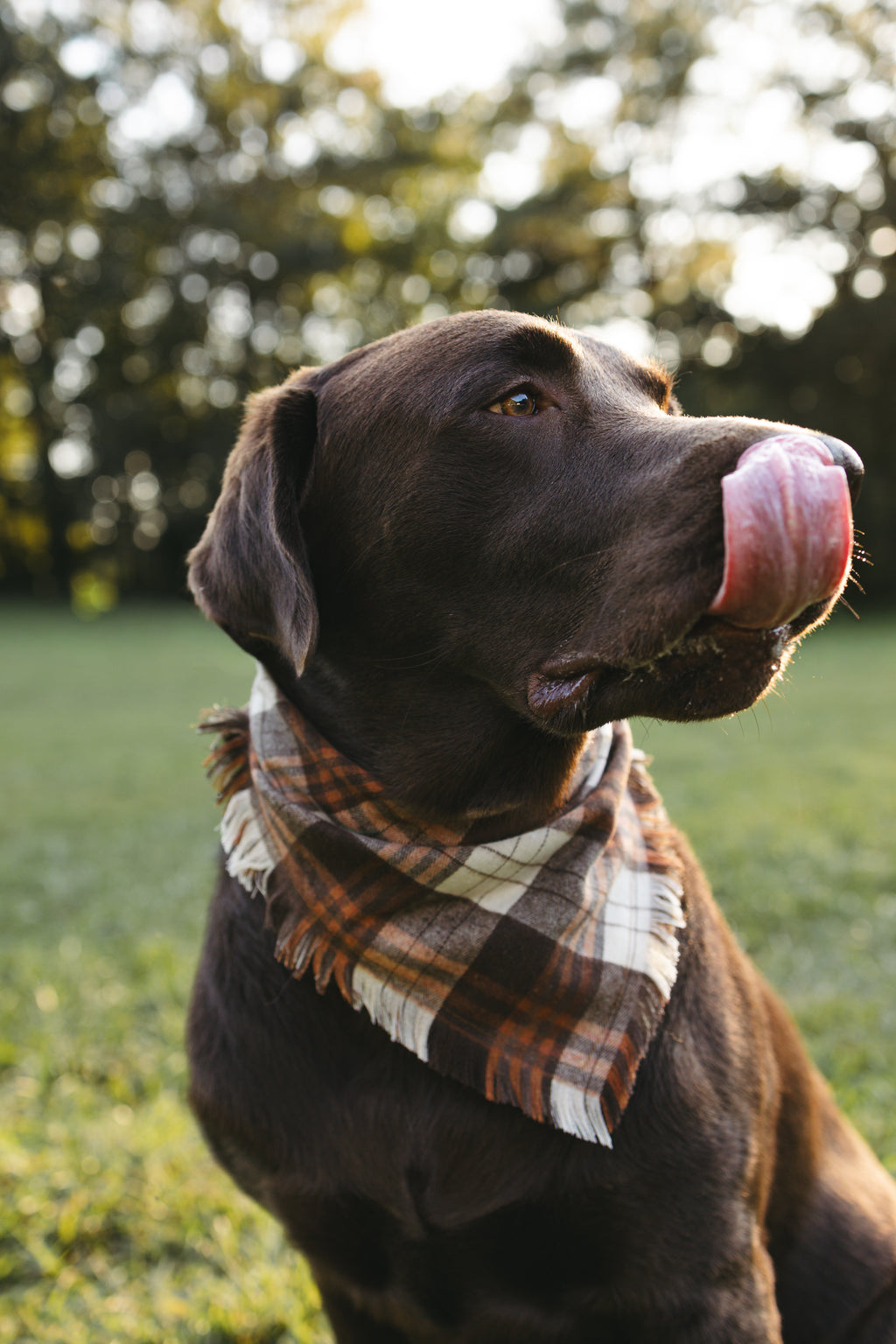 Dog Bandana – Woodland