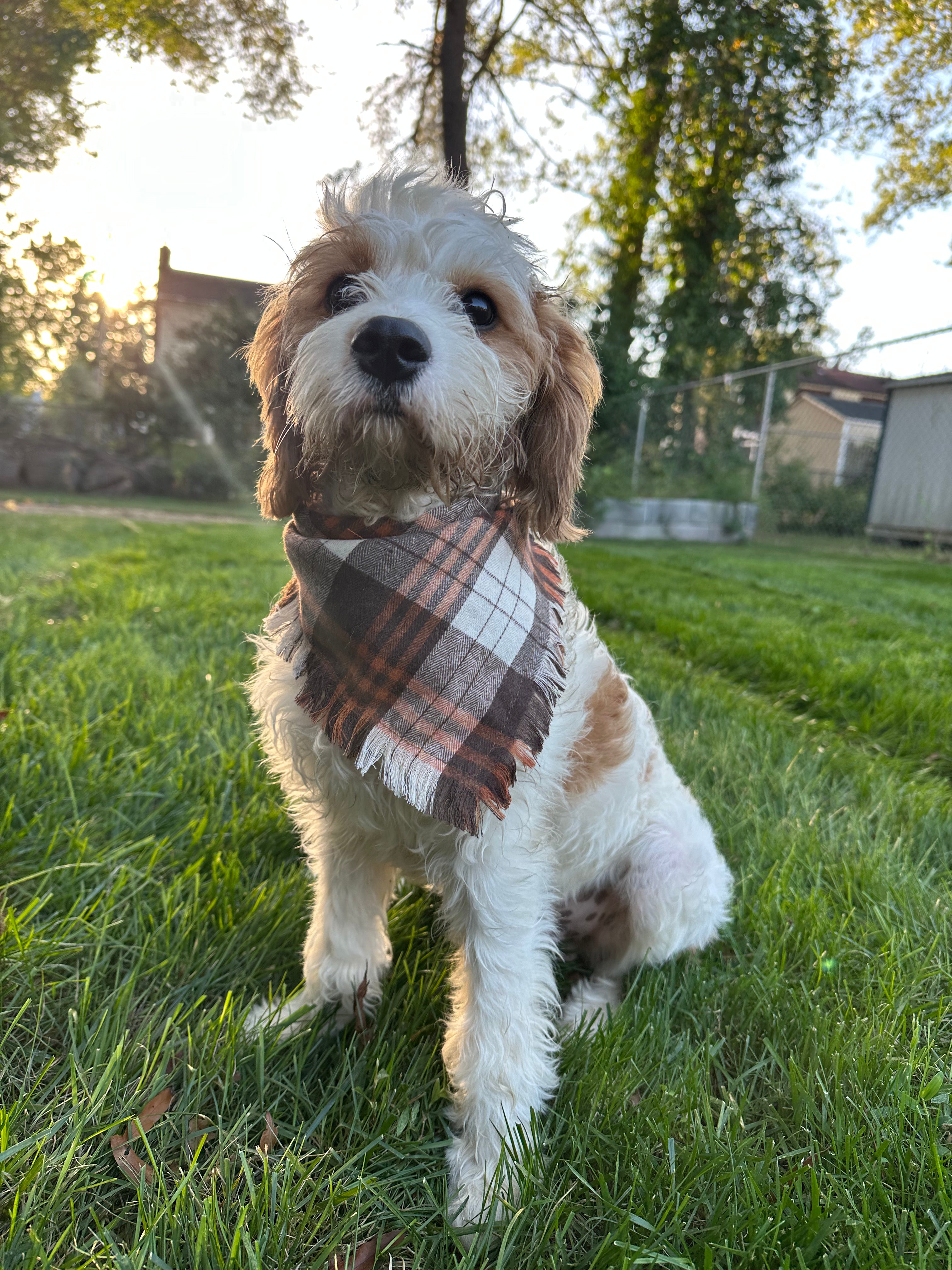Dog Bandana – Woodland