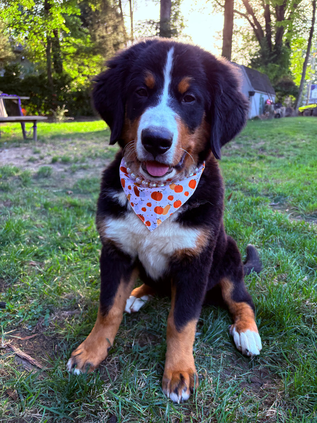 Dog Bandana – Pumpkin Spice