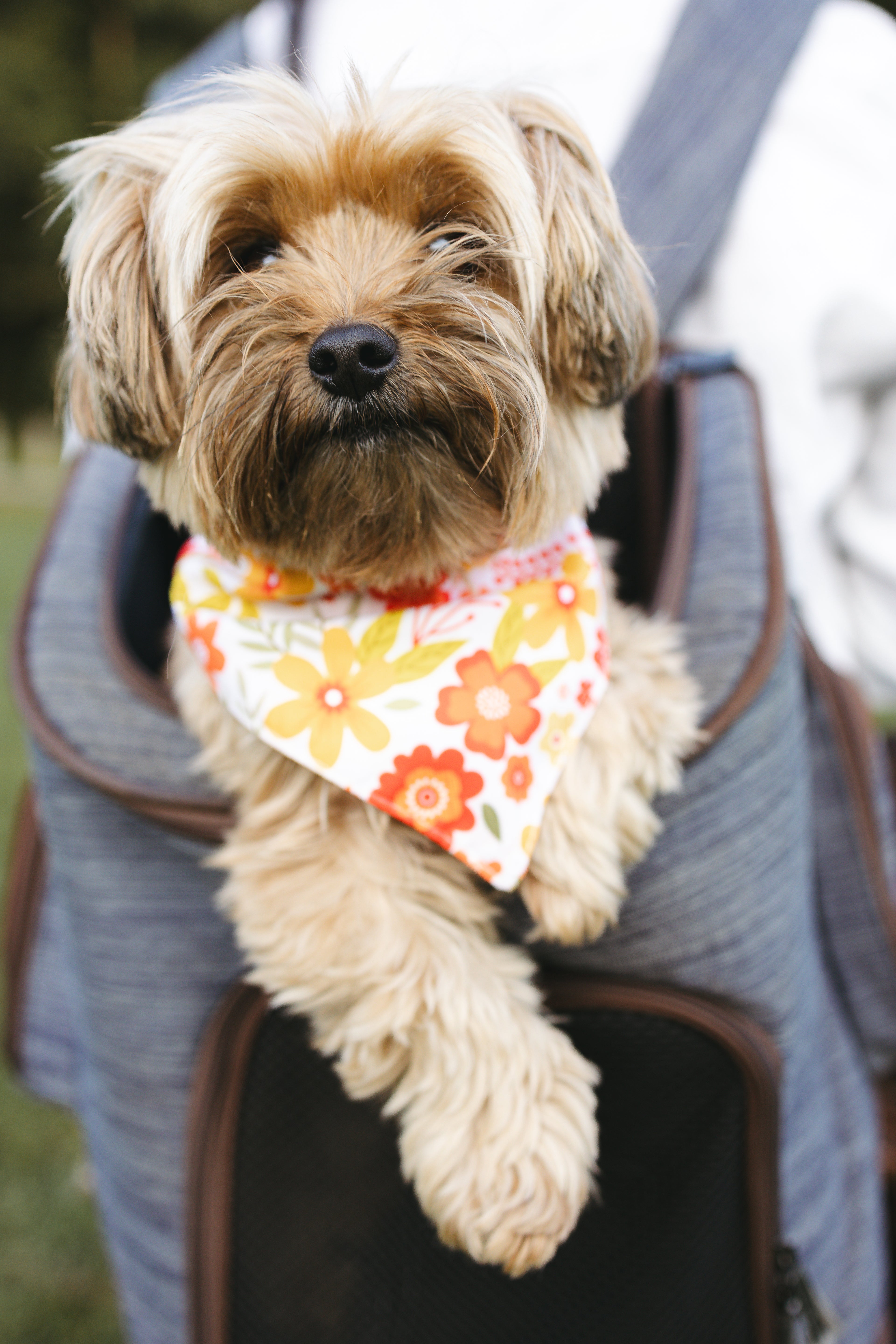 Dog Bandana – Flora Fall
