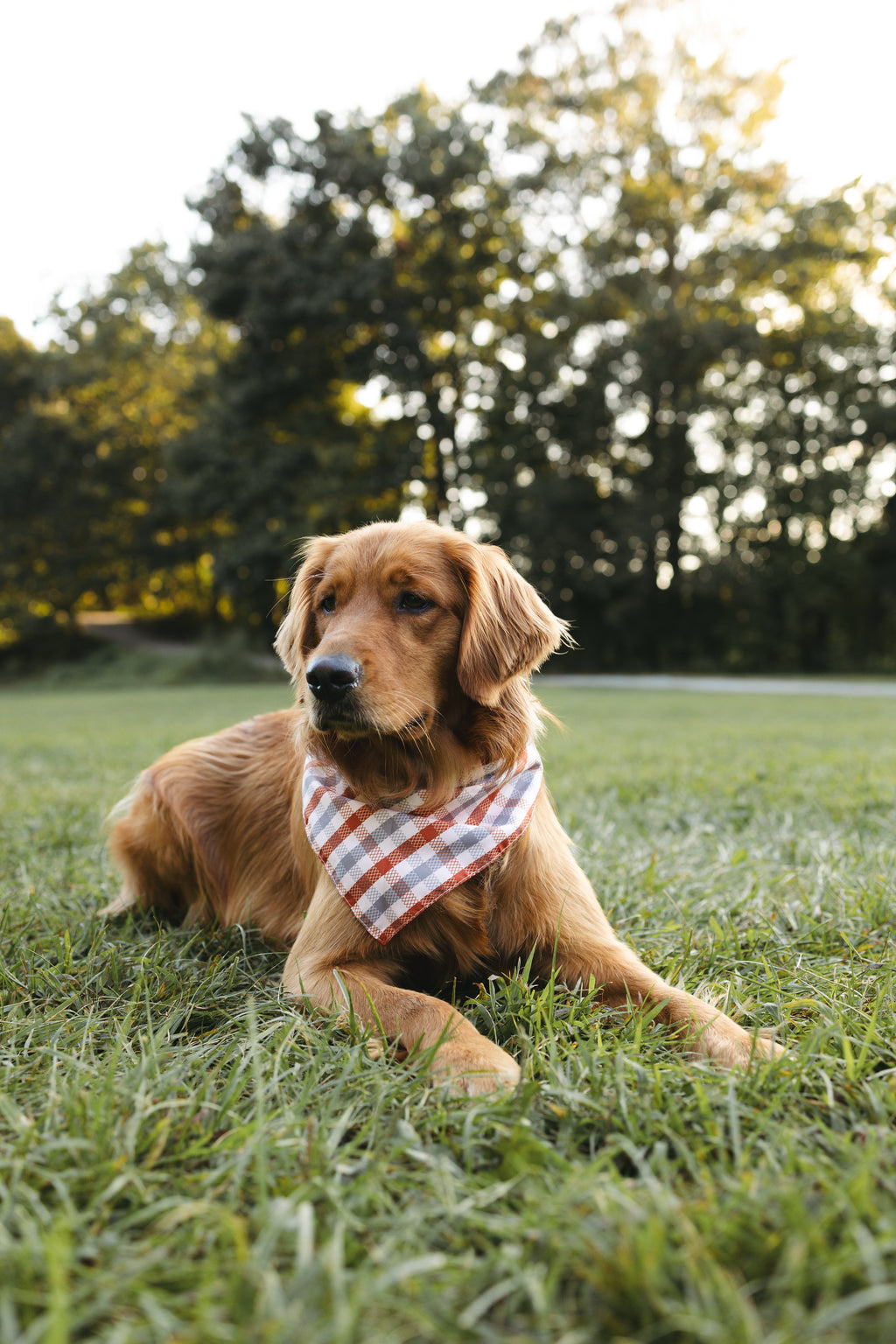 Dog Bandana – Autumn Glow