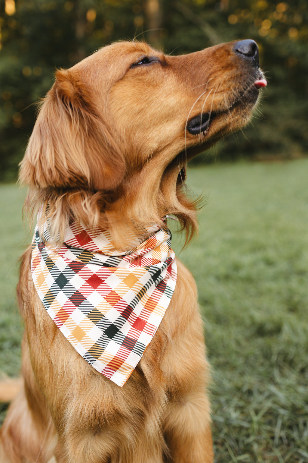 Dog Bandana – Pumpkin Spice