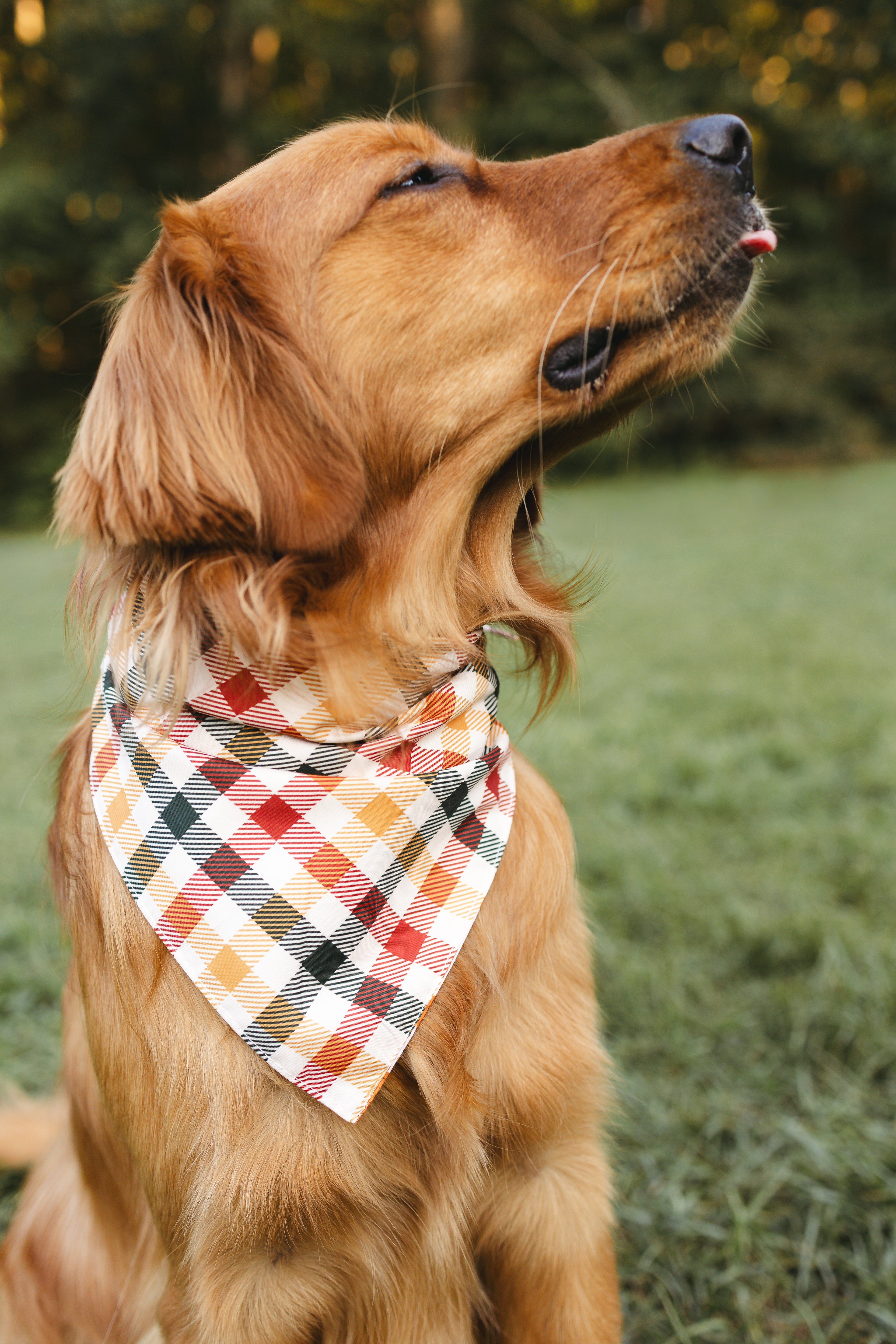 Dog Bandana – Pumpkin Spice