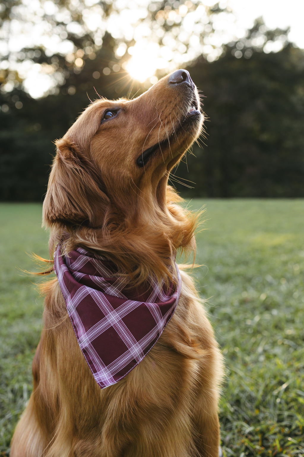 Dog Bandana – Falling Leaves