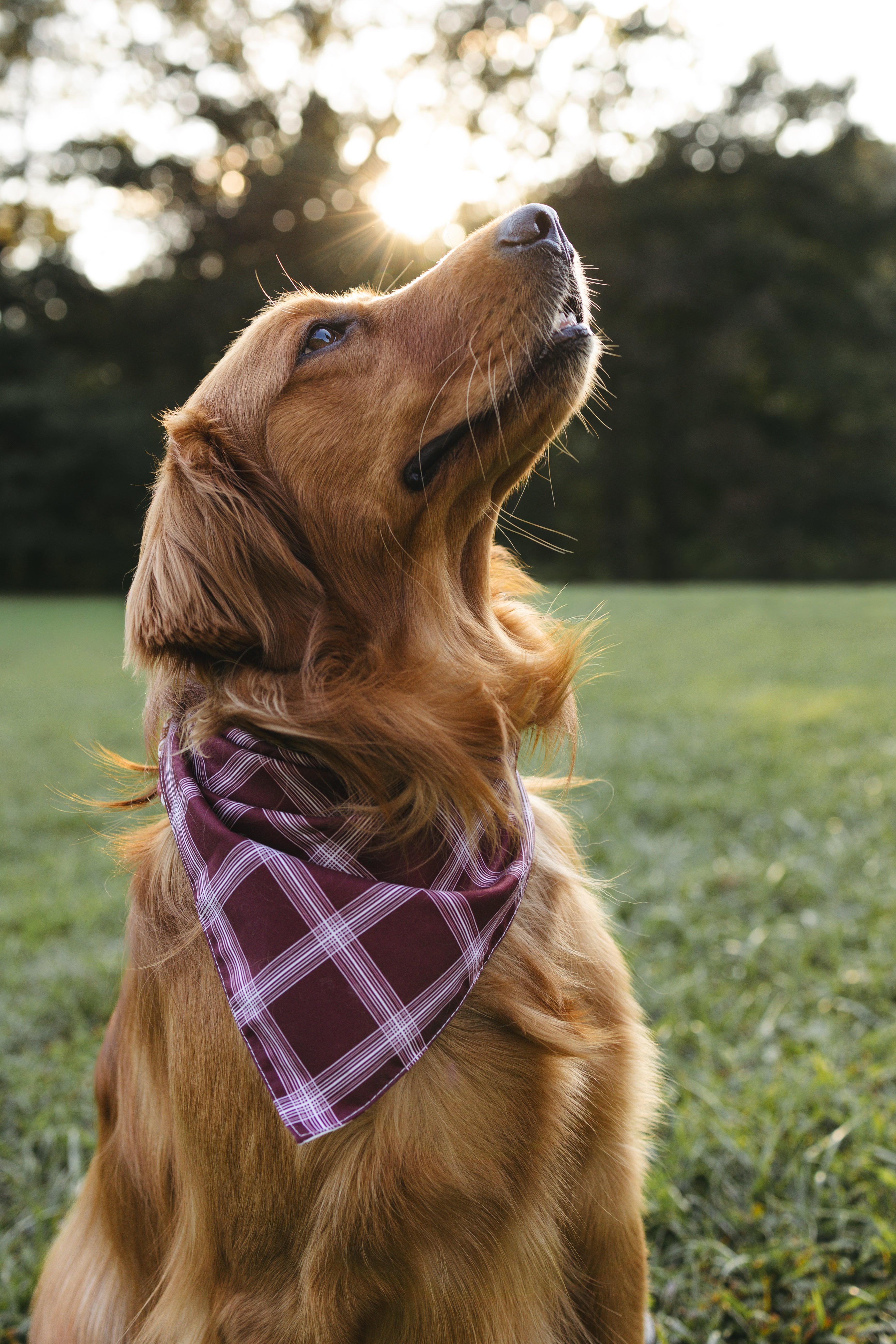 Dog Bandana – Falling Leaves