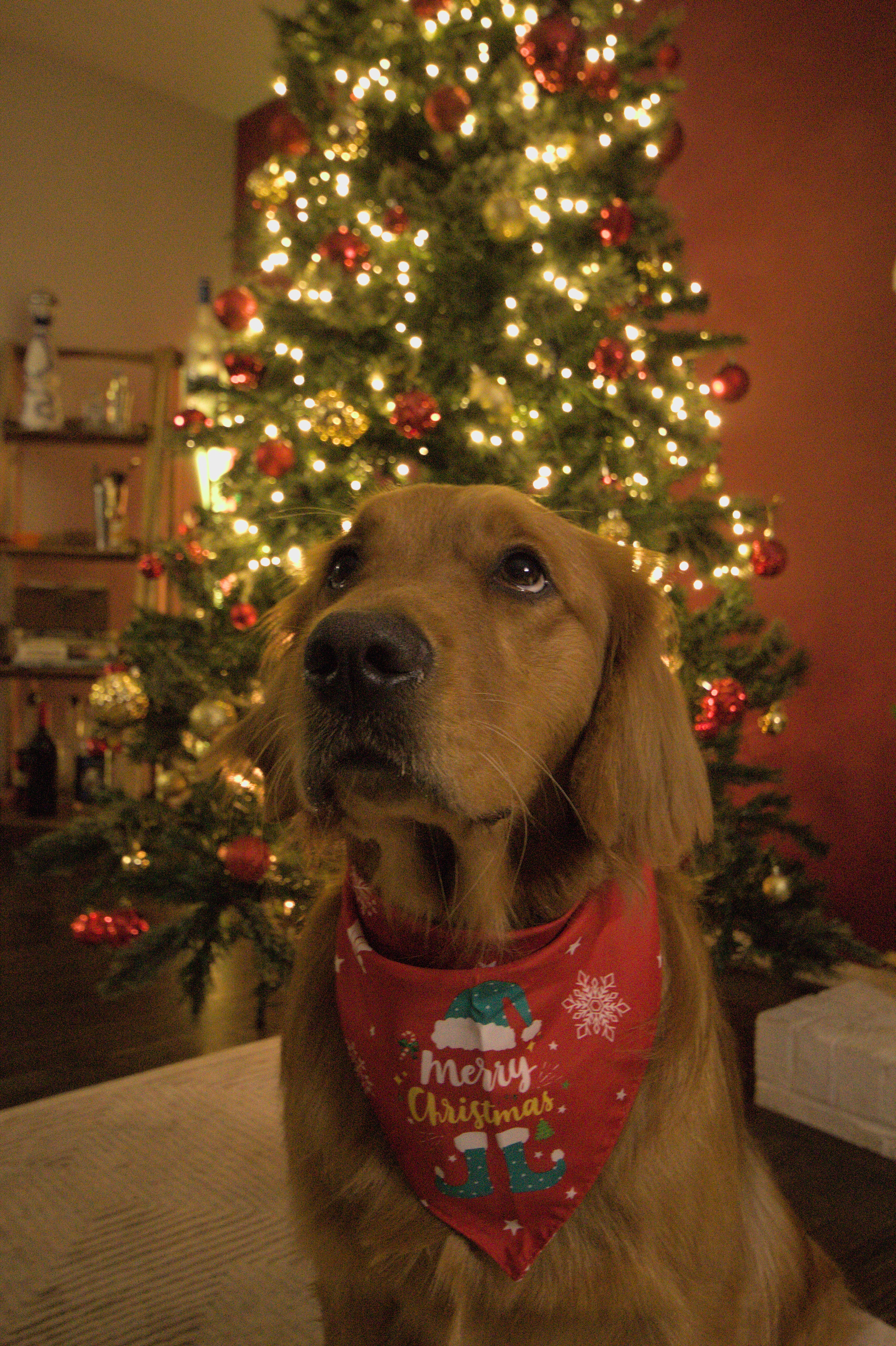 Merry Reindeer Dog Bandana