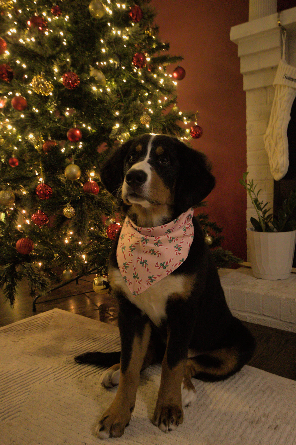 Sweet Peppermint Pink Dog Bandana