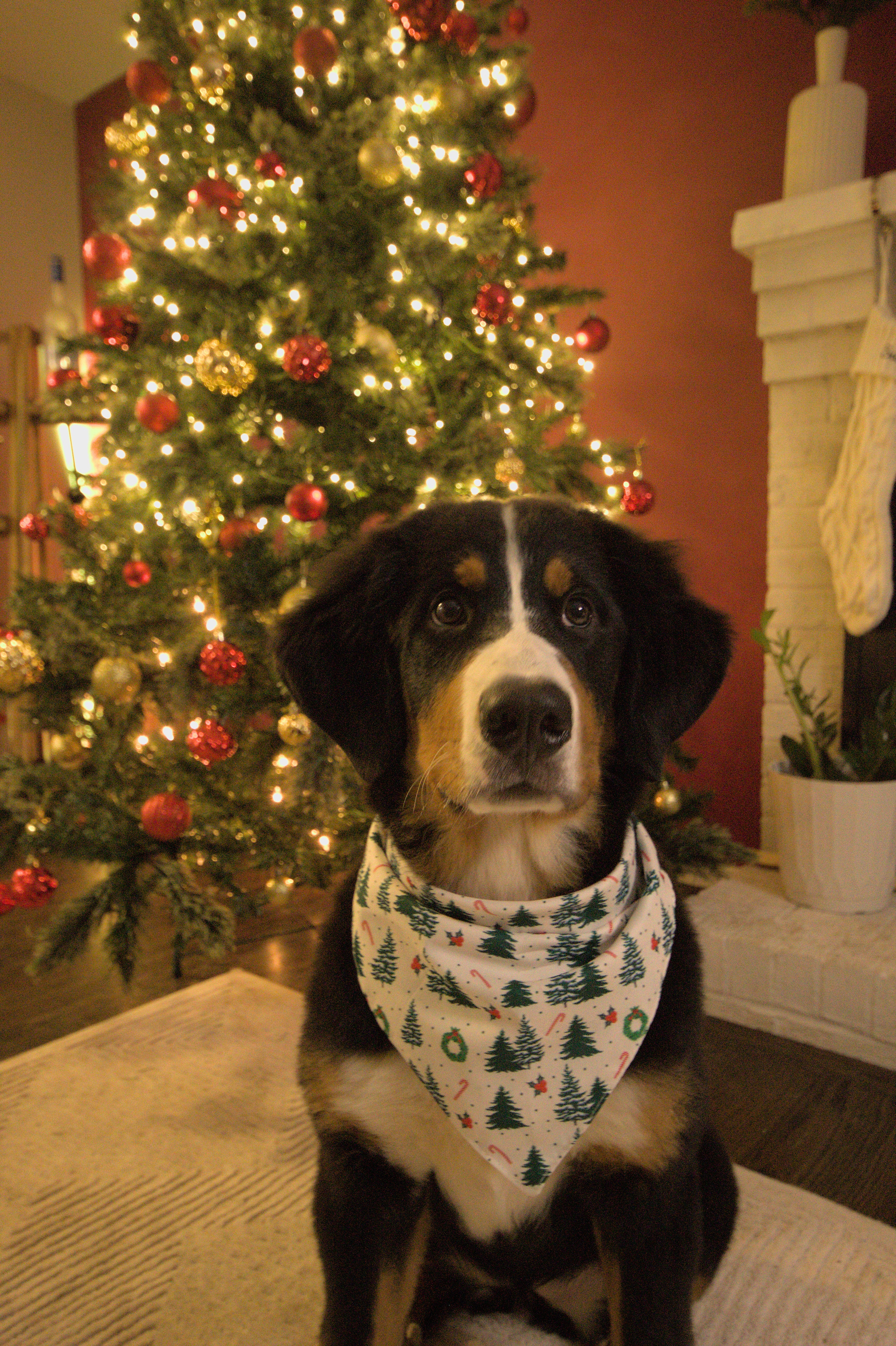 Merry Pine Dog Bandana
