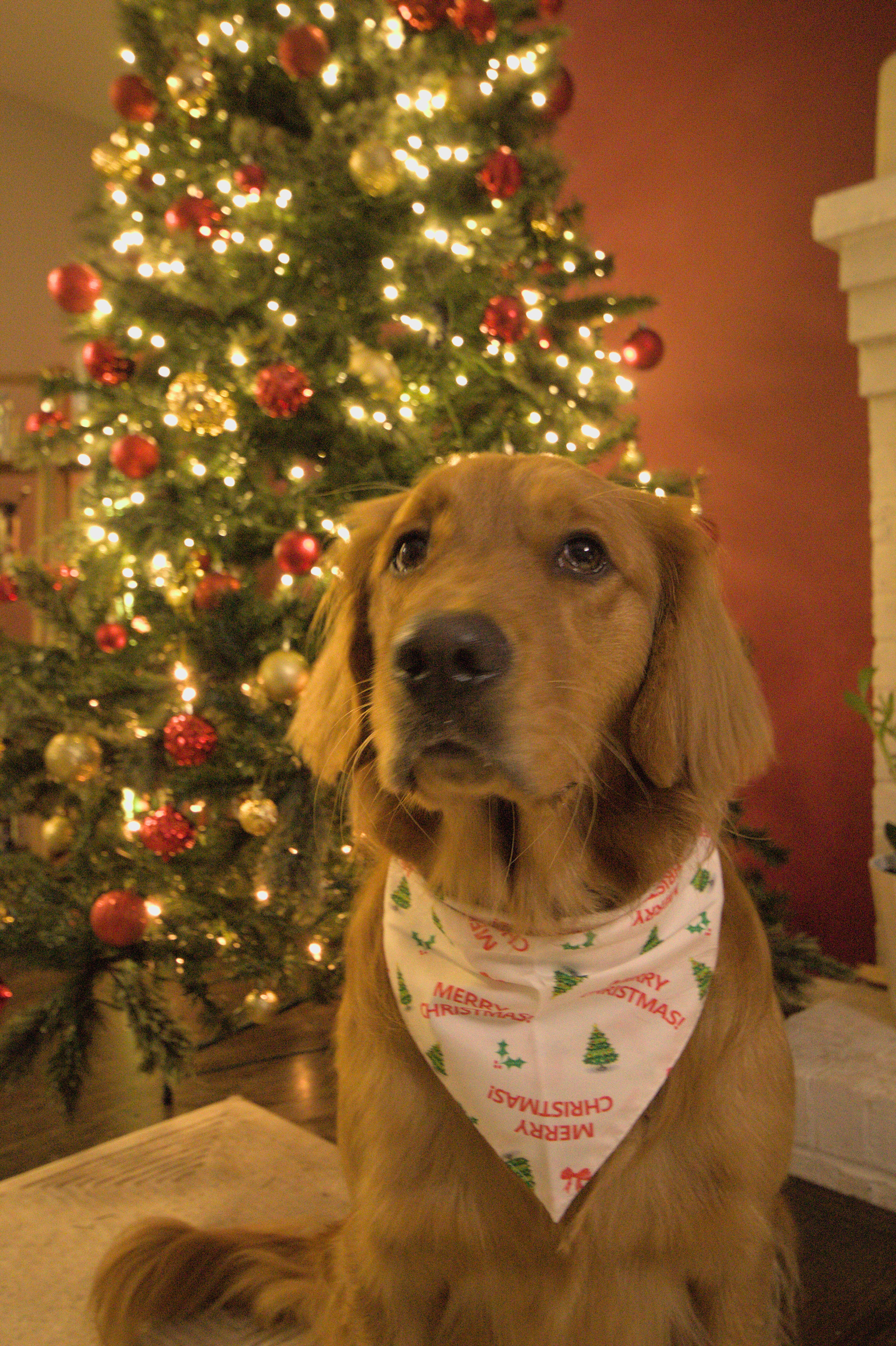 Winter Wishes Dog Bandana