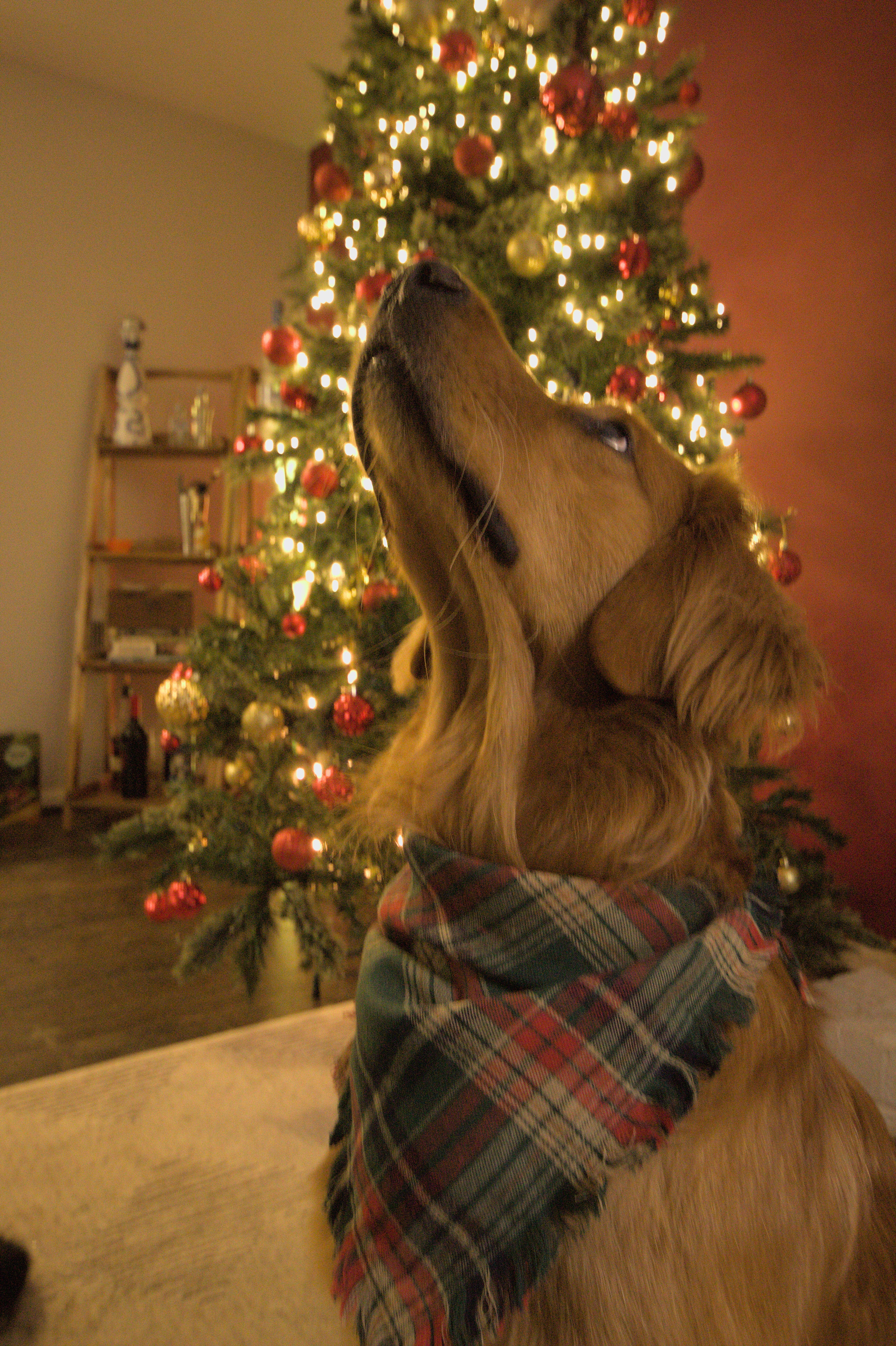 Forest Noel Dog Bandana