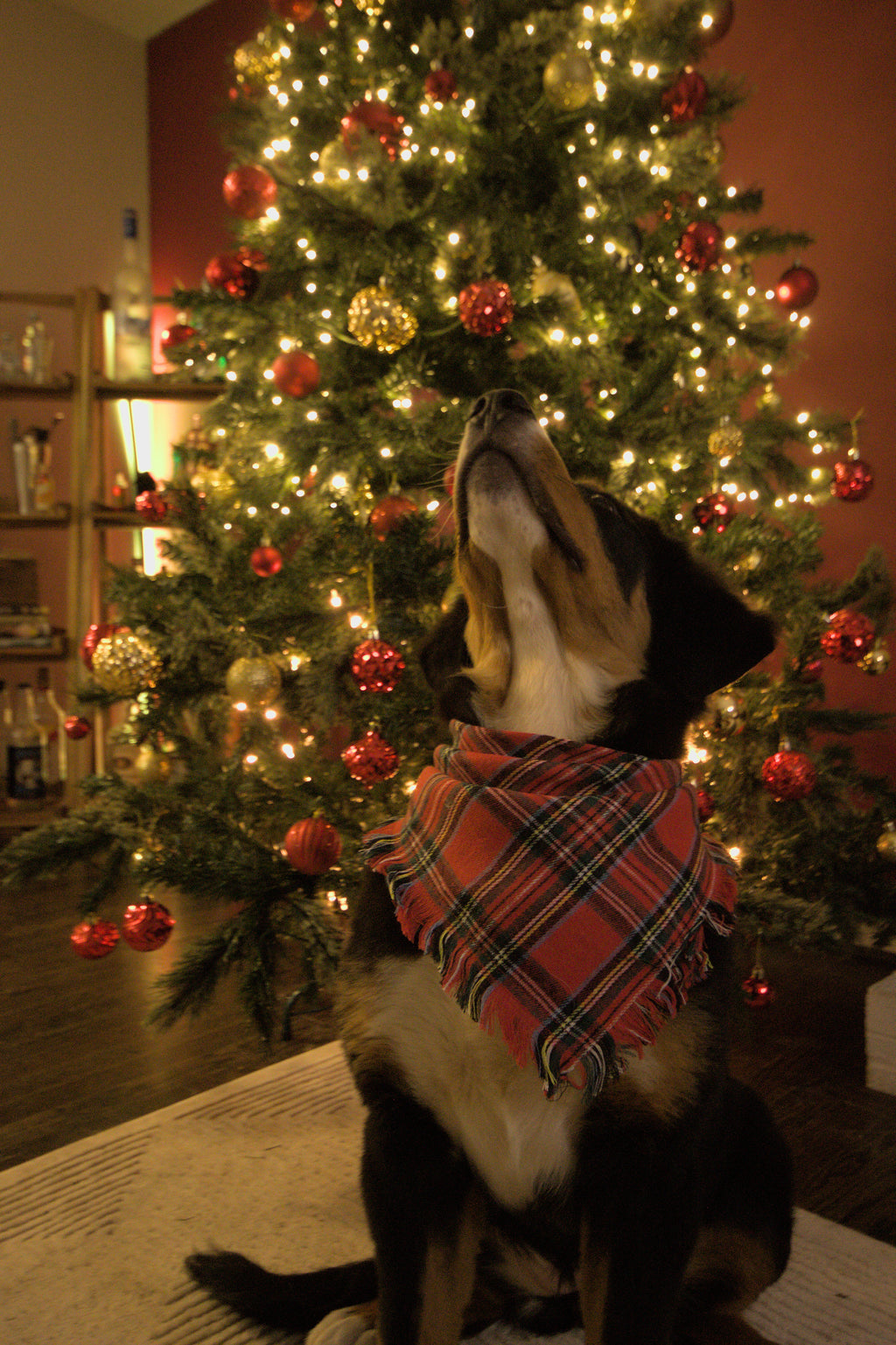 Classic Christmas Plaid Dog Bandana