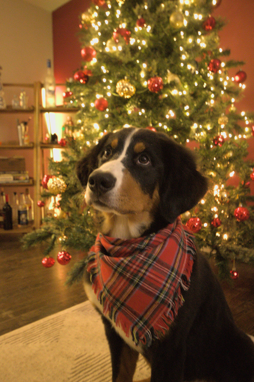 Classic Christmas Plaid Dog Bandana