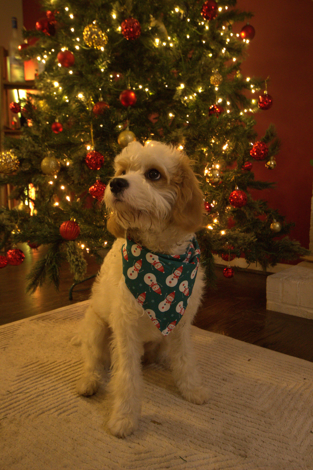 Snow Joy Dog Bandana