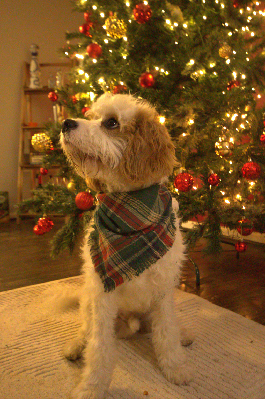 Forest Noel Dog Bandana