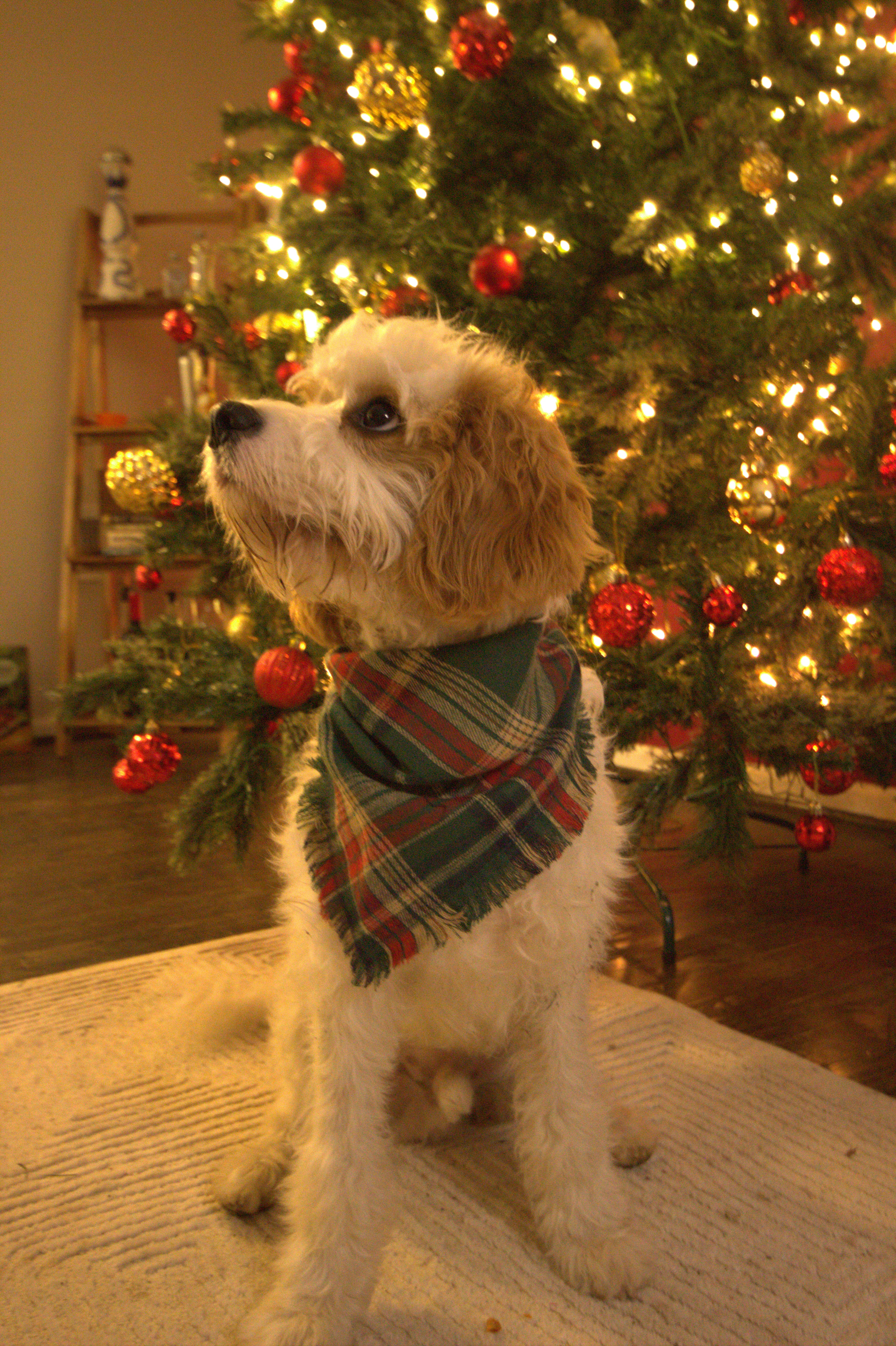 Forest Noel Dog Bandana
