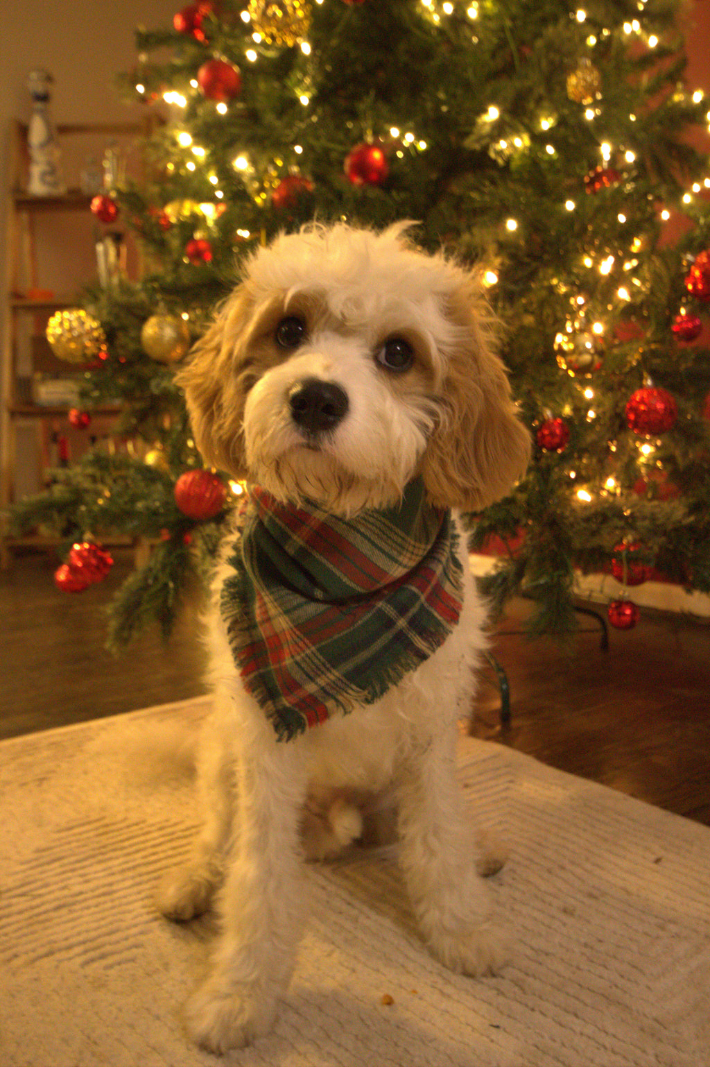 Forest Noel Dog Bandana