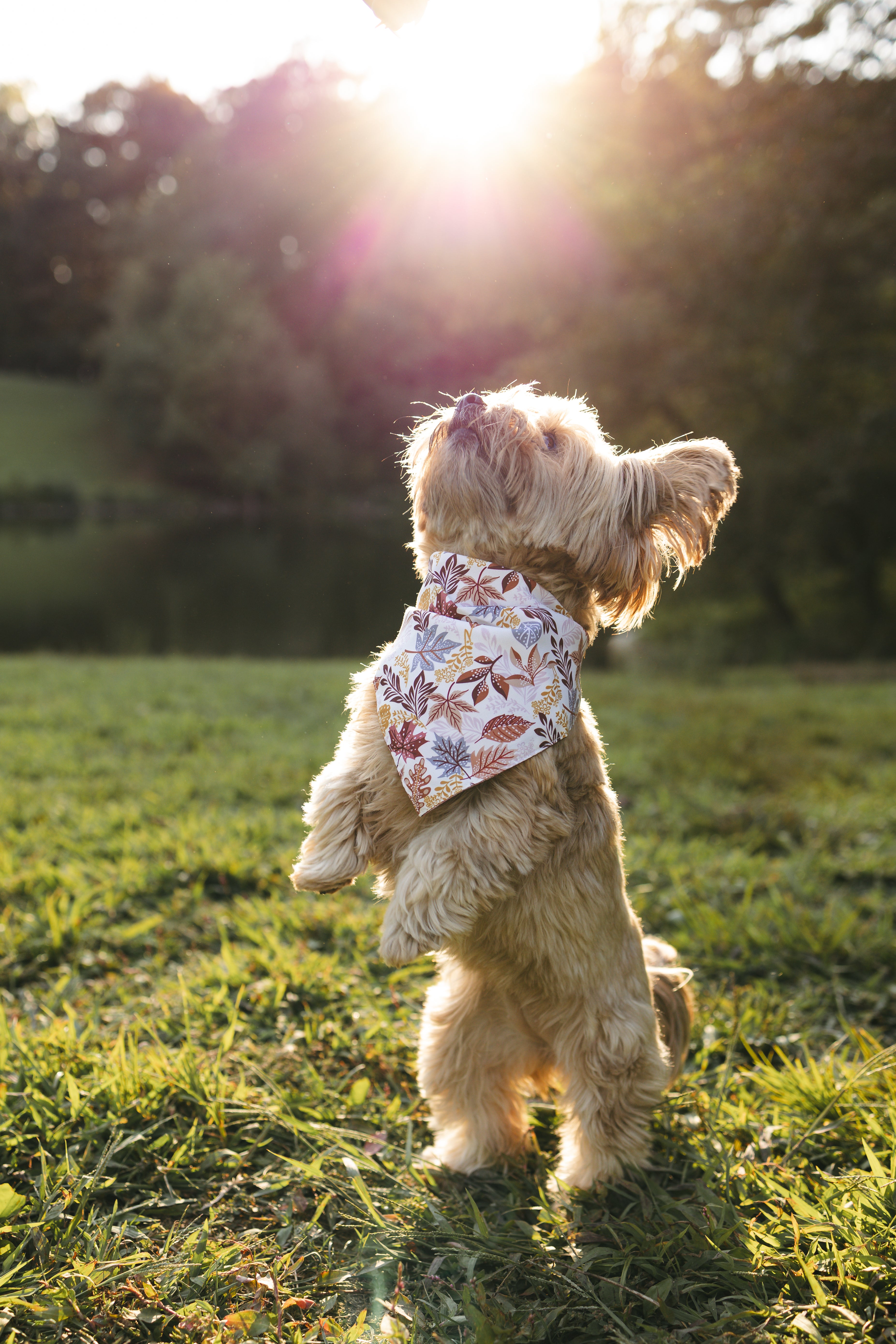 Dog Bandana – Falling Leaves
