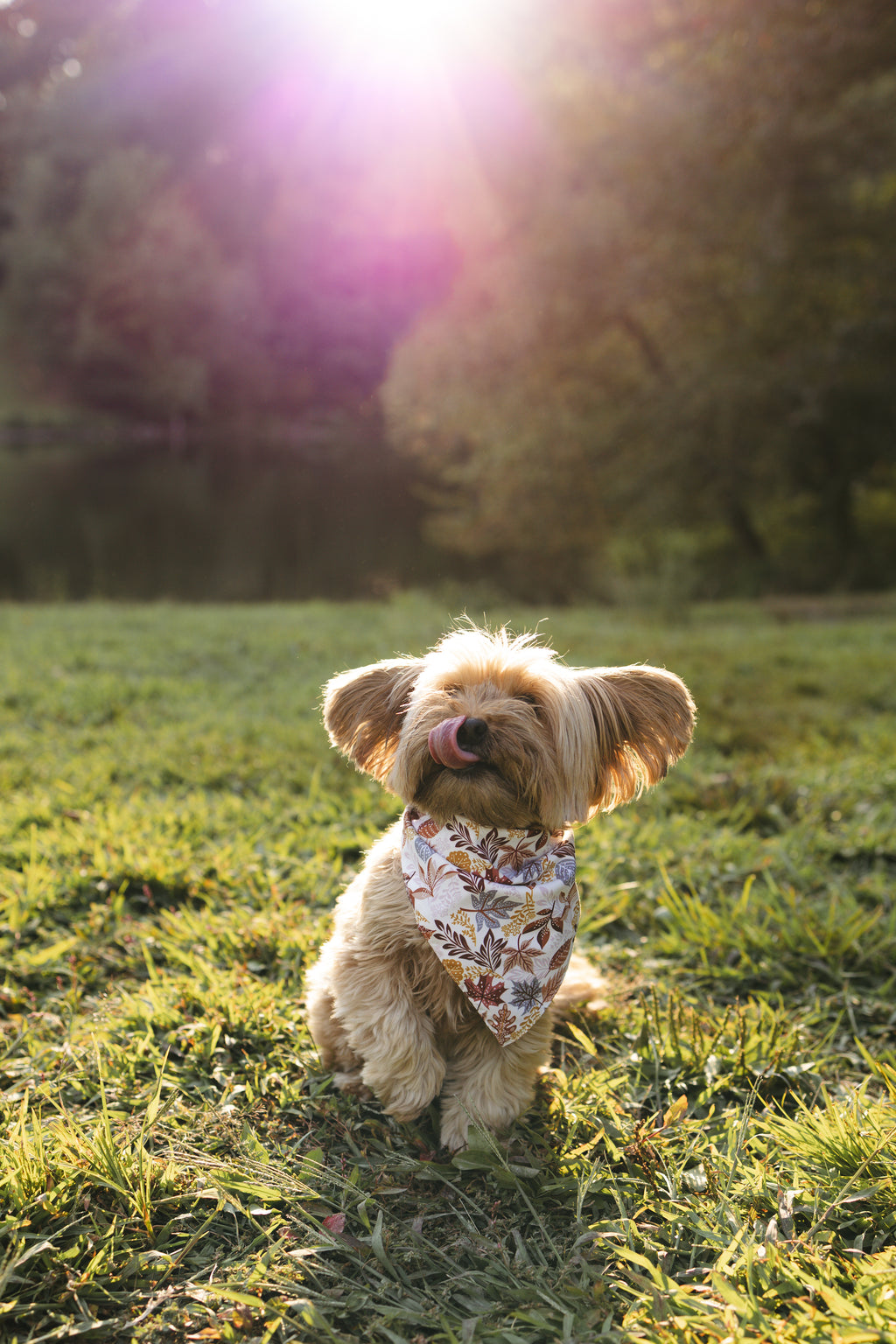 Dog Bandana – Falling Leaves