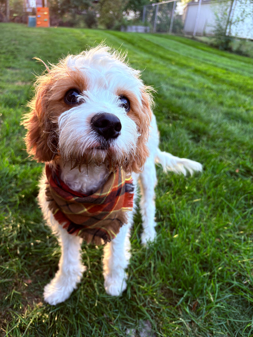 Dog Bandana – Cozy Fall
