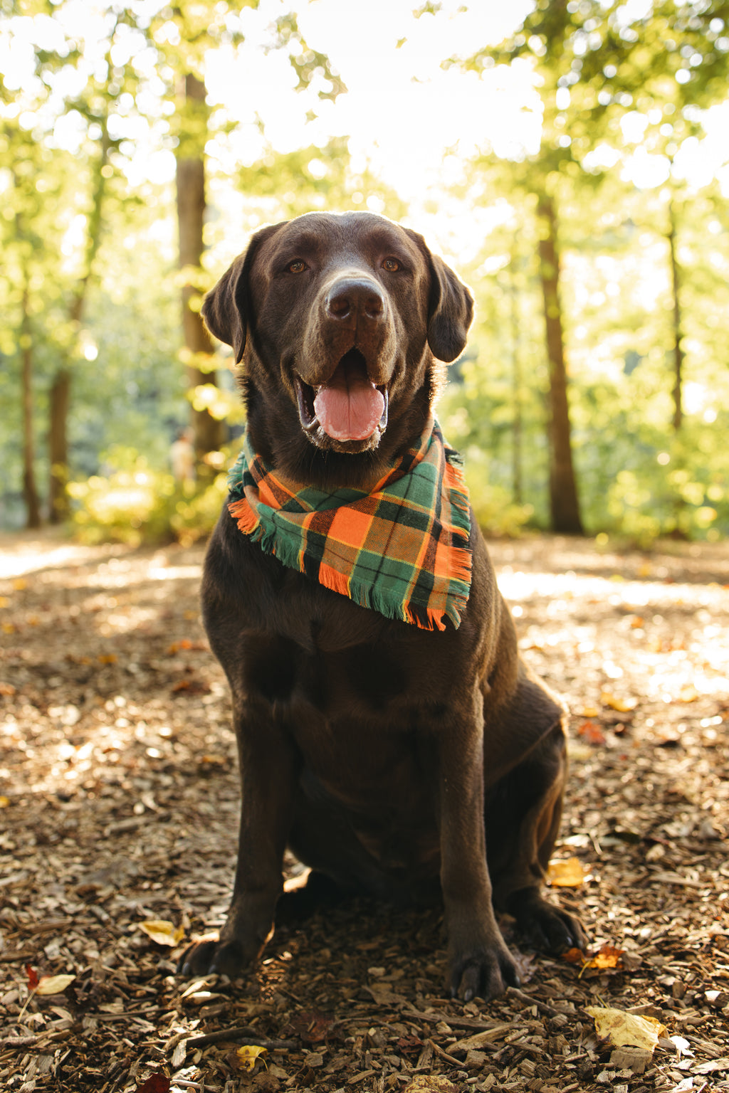 Dog Bandana – Forest Scout