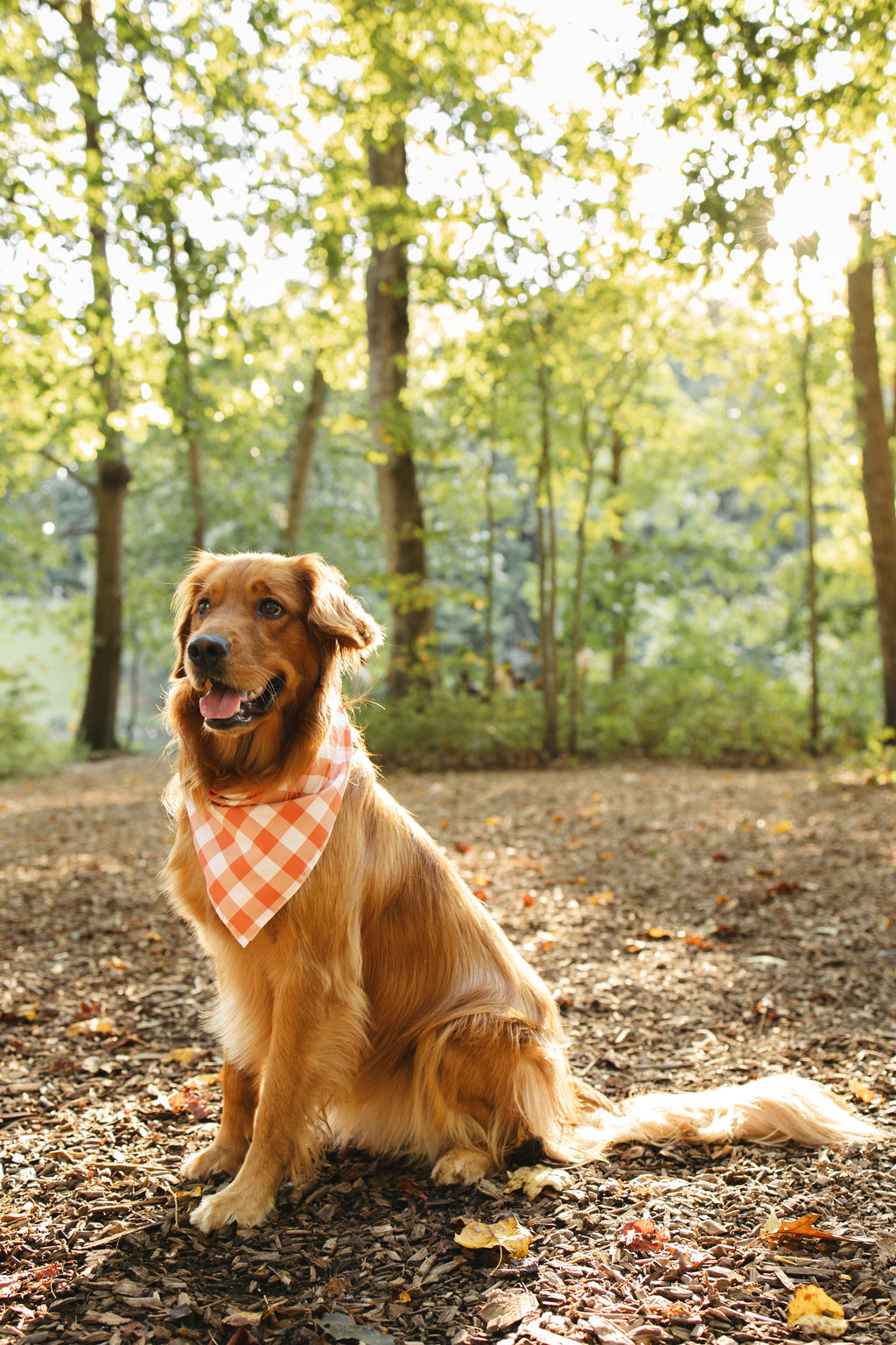 Dog Bandana – Pumpkin Season