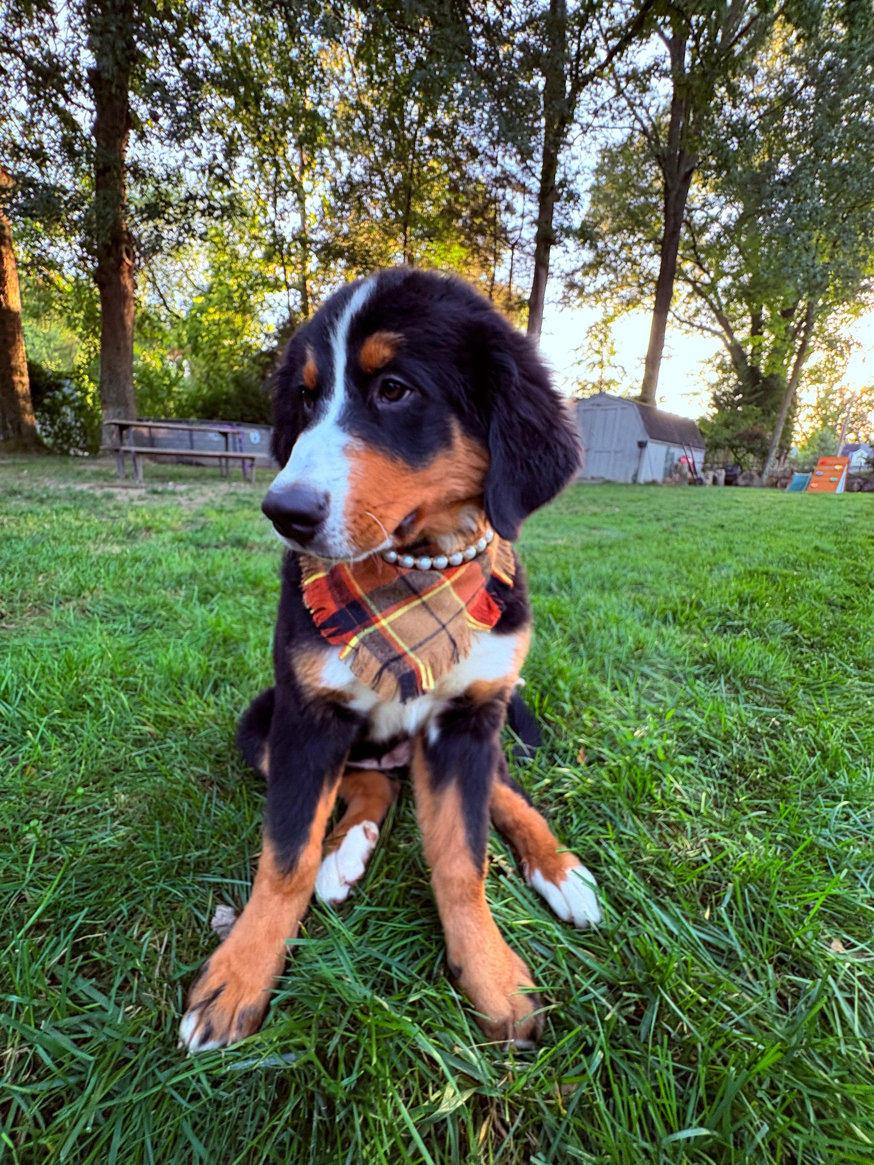 Dog Bandana – Cozy Fall